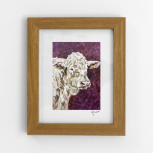 Charolais Bull
